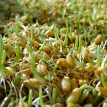 Load image into Gallery viewer, Organic Barley Grass Sprouting Seeds (8 ounces)