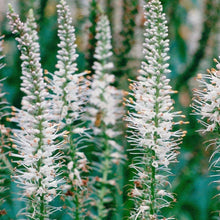 Load image into Gallery viewer, Culver's Root Herb Seeds (500mg)