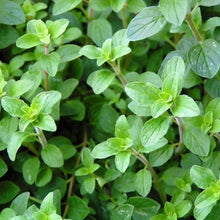 Load image into Gallery viewer, Culinary Herb Garden Seed Kit (8 packets inside)