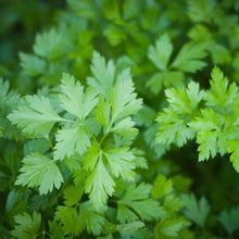 Load image into Gallery viewer, Culinary Herb Garden Seed Kit (8 packets inside)