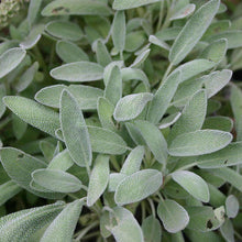 Load image into Gallery viewer, Culinary Herb Garden Seed Kit (8 packets inside)