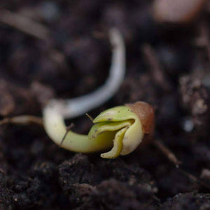 Organic Radish Sprouting Seeds (4 ounces)