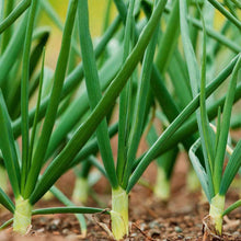 Load image into Gallery viewer, Organic Evergreen Bunching Onion Seeds (250mg)
