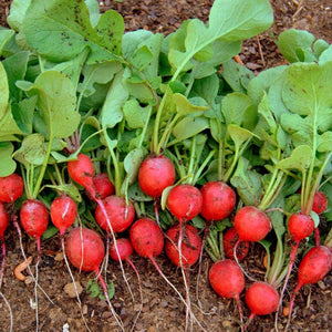 Organic Cherry Belle Radish Seeds (4g)