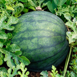 Organic Sugar Baby Watermelon Seeds (2g)