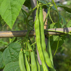 Organic Blue Lake Bush Beans (30g)